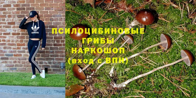 блэк спрут ссылки  Дорогобуж  Псилоцибиновые грибы Psilocybe 